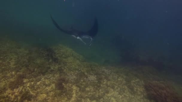 Manta Ray Night Simning. Stora Ray (Manta Alfredi) eller rev Manta Ray på korallrev — Stockvideo