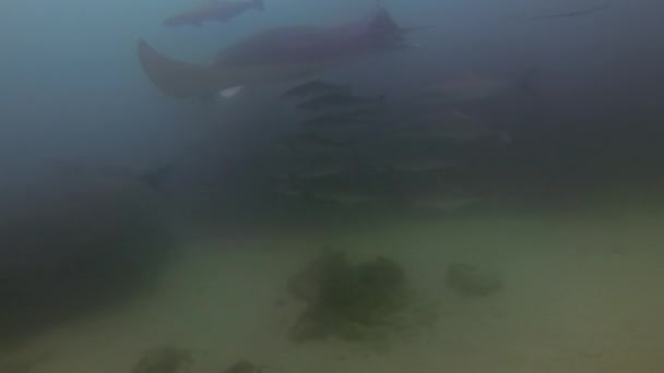 Manta Ray Night Swimming. Large Ray Or Reef Manta & School Of Fish Remoras — Stock Video