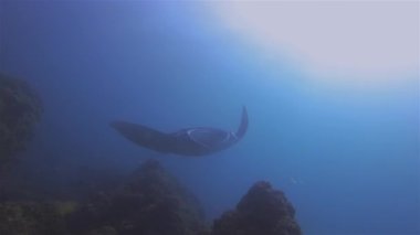 Manta Işını Silueti Mavi Deniz Suyunda Yakın Yüzme ve Güneş Işığı Deniz Yüzeyi Arkaplanı