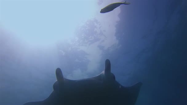 Manta Ray Silhouet. Prachtige Graceful Sea Ray. Blauwe zee water zonovergoten oppervlak — Stockvideo