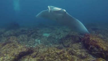 Manta Ray Kapalı Yüzme ve Yüzgeçler Geniş Açılın. Pelagic Filtresi Besleyici Deniz Hayatı