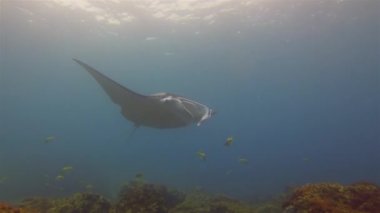 Manta Ray Yüzüş Kanatlarda Köpek Balığı Isırığı İzi Var. Pelagic Filtre Besleyici