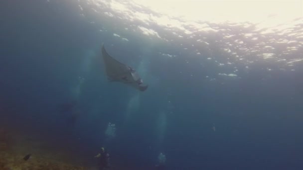 Μάντα Ρέι. Μεγάλες Ακτίνες (Manta Alfredi) ή Reef Manta Ray κολύμπι πάνω από δύτες Σκούμπα — Αρχείο Βίντεο