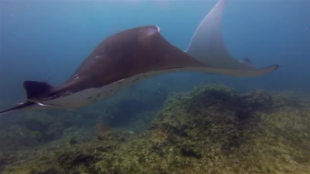 Manta Stralen Voeren & Zwemmen Dicht. Graceful vrolijke stralen schoonmaken in blauwe zee water — Stockvideo