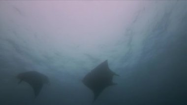 Manta Işınları Grubu Silueti. Barışçıl ve Zarif Büyük Manta oluşumu. Mavi Günışığı Denizi