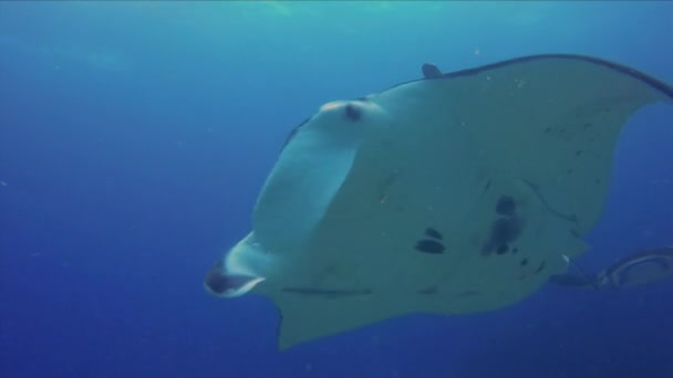 Manta Rays Group close up. 优雅祥和的大曼塔形状。蓝色阳光海 — 图库视频影像