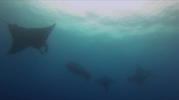 Ομάδα Manta Rays Silhouette. Χαριτωμένη και ειρηνική Mantas Formation.Blue Sunlit Θάλασσα — Αρχείο Βίντεο