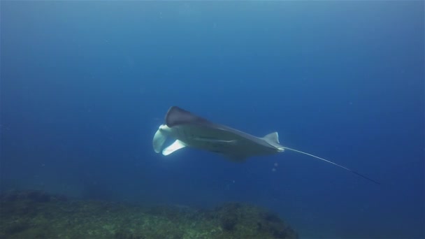 Manta Rays Group. Grands Rayons Natation & Récif de corail circulaire dans l'eau de mer bleue — Video