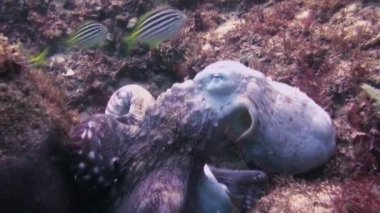 Ahtapot Yaklaş. Renkli Tehlikeli Mürekkep Balığı Deniz Yaşamı. Sualtı Vahşi Hayatı.