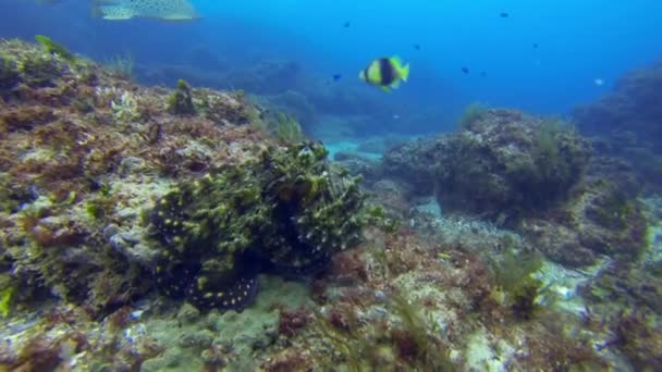 Octopus & Leopard Shark (en inglés). Hermosa cebra tiburón y colorido calamar vida marina — Vídeo de stock