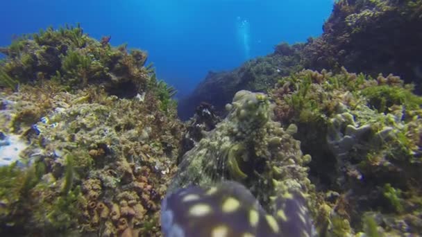 Octopus aanval van dichtbij. Boze Octopussen vallen aan. Kleurrijk en gevaarlijk zeeleven — Stockvideo