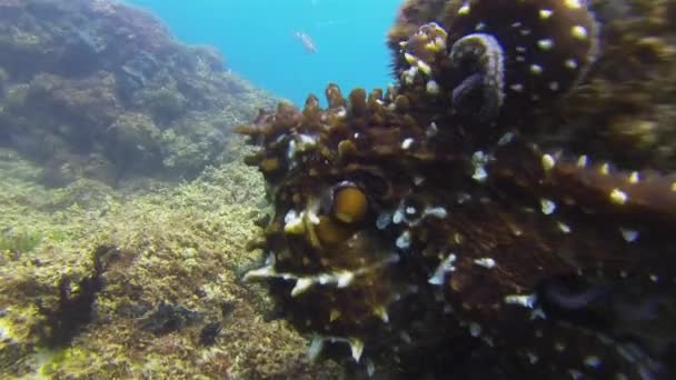 Octopus Close Up.Színes veszélyes polip tengeri élet.Vízalatti élővilág — Stock videók