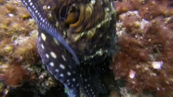 Pulpo gateando cambiante camuflaje de color.Calamar peligroso colorido Vida marina — Vídeo de stock