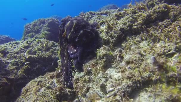 Octopus crawling. Beautiful Colourful Octopi Camouflage & Dangerous Marine Life — Stock Video