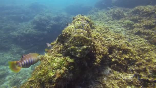 Octopus kruipt. Kleurrijk, gevaarlijk Octopisch zeeleven. Dramatische kleurcamouflage — Stockvideo