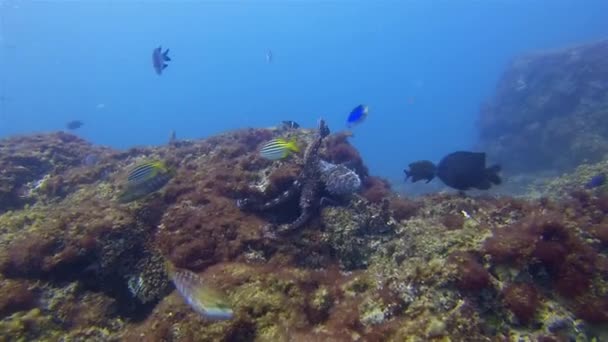 Octopus Defending.Colourful irytujące Octopi Marine Life.Dramatyczny Kamuflaż Kolor — Wideo stockowe