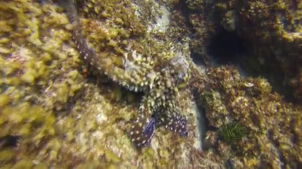 Octopus Fighting. Angry Pair Octopuses Attack.Colorido Annoyed Octopi Vida Marinha — Vídeo de Stock