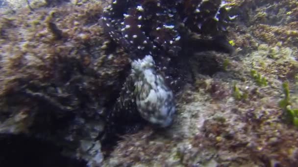 Octopus Pair Mating & Green Sea Turtle. Maté de paire de pieuvres. Vie marine colorée 