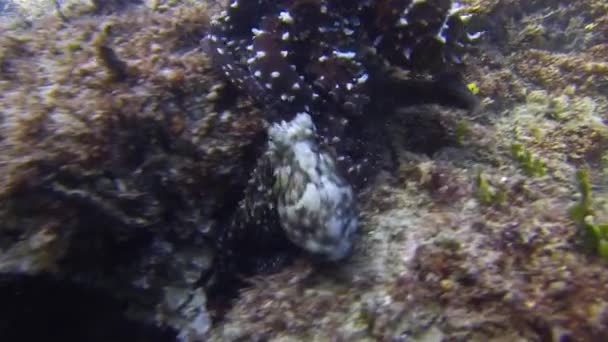 Kojarzenie ośmiornic i żółw zielony. Ośmiornica para Mate.Colourful Marine Life — Wideo stockowe