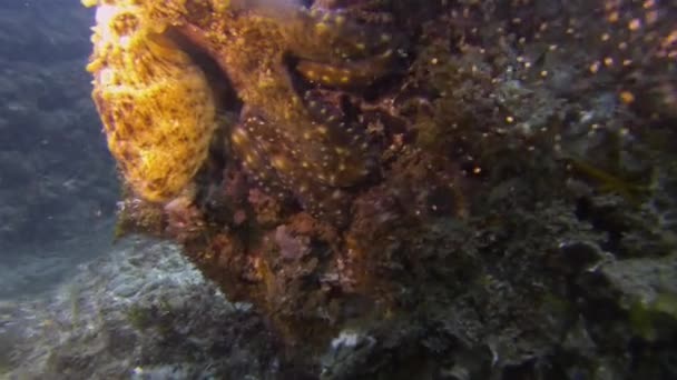 Polpo coppia accoppiamento & Moody Wobbegong Shark Comportamento. Vita marina pericolosa — Video Stock