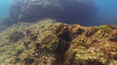 Ahtapot yüzüyordu. Renkli Tehlikeli Mürekkep Balığı Deniz Hayatı. Dramatik Renk Kamuflajı