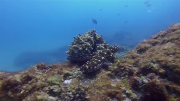 Ahtapot mürekkep balığı sürünüyor. Renkli Tehlikeli Deniz Yaşamı. Sualtı Vahşi Hayatı. — Stok video