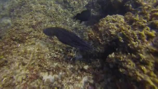 Octopus Înot Schimbarea culorii Camouflage.Colourful periculos Calmar Marine Life — Videoclip de stoc