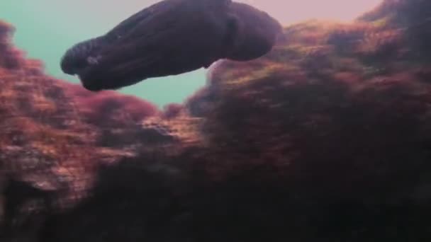 章鱼游得很快。五彩斑斓的危险鱿鱼海洋生物。 水下野生动物 — 图库视频影像