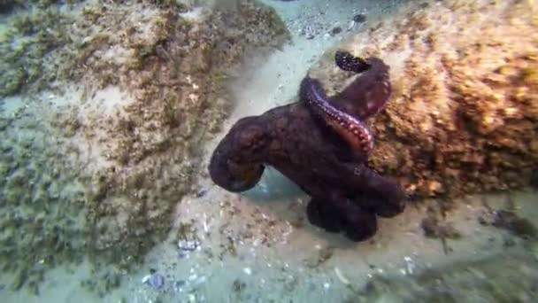 Ahtapotlar emekliyor ve dinleniyor. Renkli Ahtapot Çifti. Octopi Deniz Yaşamı Su Altında — Stok video