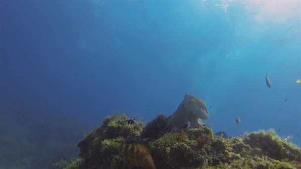 Восьминоги Mating & Crawling. Кольорове перо восьминога. Морський кальмар — стокове відео