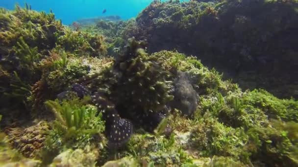 문어는 짝짓기를 합니다. 아름다운 색깔의 문어 쌍입니다. 오징어 해양 생물 — 비디오