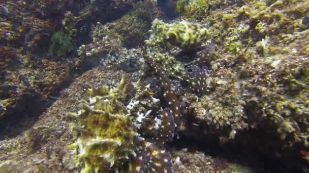 Polvos acasalamento. Joyful Octopus Pair Mate.Colorido animado Octopi Marine Life — Vídeo de Stock