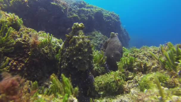 Ahtapotlar Yakınlarda Dinleniyor. Renkli Tehlikeli Mürekkep Balığı Deniz Hayatı Suyun altında — Stok video