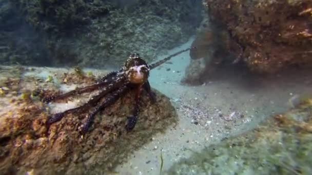 Ζεύγος του ζευγαρώματος χταπόδια.Χταπόδι mating & Δραματική Squid Octopi Sex Arm Display — Αρχείο Βίντεο