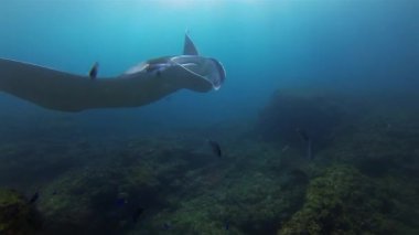 Güneşli Mavi Deniz 'de Balık Okulu Deniz Yaşamında Yüzen Huzurlu Manta Ray