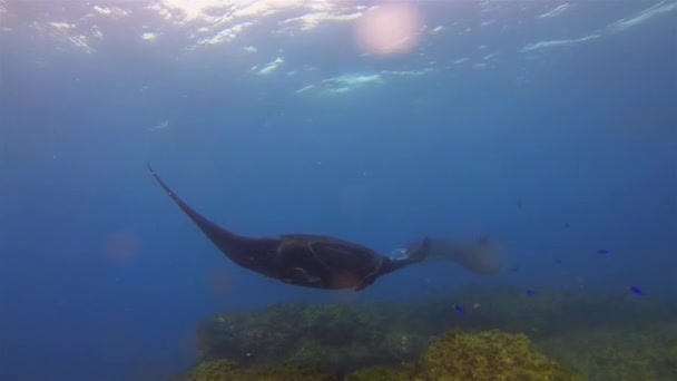 Seltener schwarzer Mantarochen & anmutiger großer Mantarochen aus nächster Nähe im friedlichen, sonnenbeschienenen Meer — Stockvideo