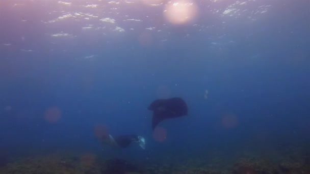 Редкий черный луч Manta & Graceful Large White Ray Swift in Peaceful Sunlit Sea — стоковое видео