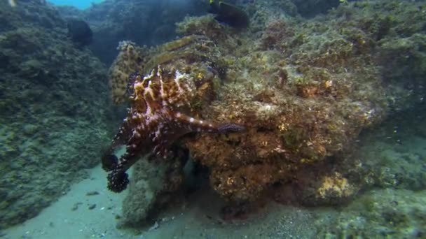 Pieuvre de calmar. Paire de poulpes Mating.Colourful vie marine. Faune sous-marine — Video
