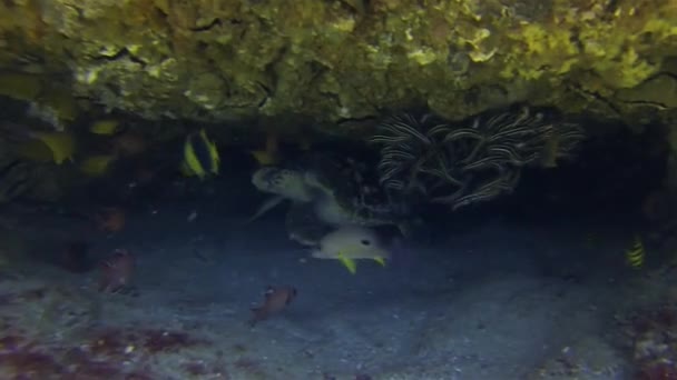 Green Turtle & Striped Catfish Fish School. Tortue marine vie marine grotte sous-marine — Video