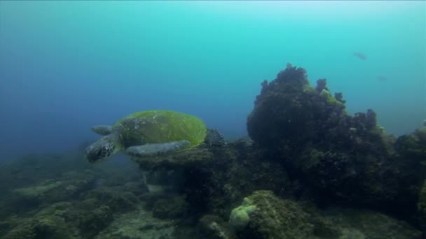 거북은 가까이에 있습니다 바다거북은 가까이 헤엄치고 있습니다 바다거북 아름다운 산호초에서 — 비디오