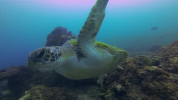 Tortuga verde de cerca. Tortuga Marina Natación Close.Calm Graceful Vida Marina Acuática — Vídeo de stock