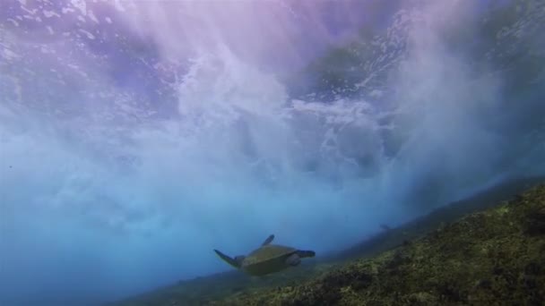 Tortuga Verde nadando cerca de olas dramáticas y superficie azul del mar iluminada por el sol — Vídeos de Stock