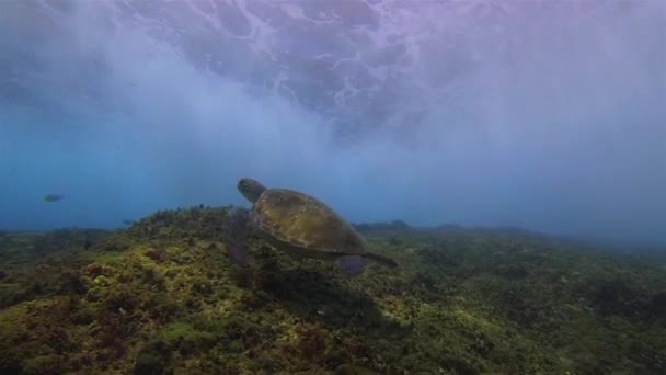 Groene schildpad zwemmen in de buurt van dramatische verpletterende golven in blauwe zonovergoten zee — Stockvideo