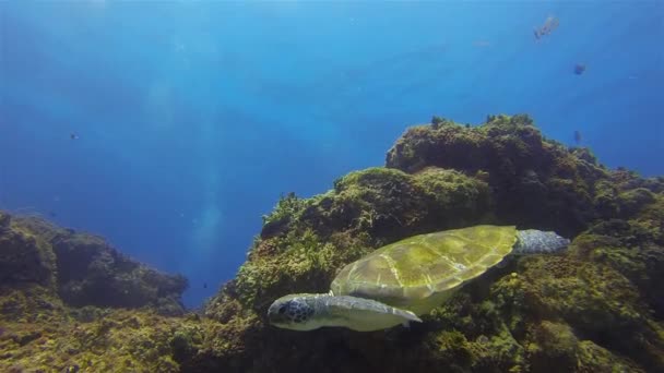 Zelená želva plave zblízka. Roztomilý vodní želva.Klidný půvabný mořský život — Stock video