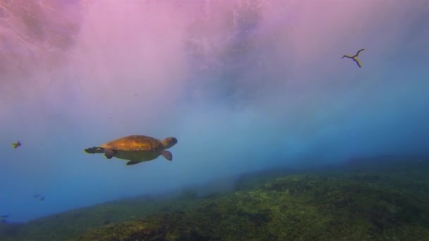 Zelená želva plavání.Dramatický Crashing Waves & Klidný elegantní Blue Sunlit Sea Surface — Stock video