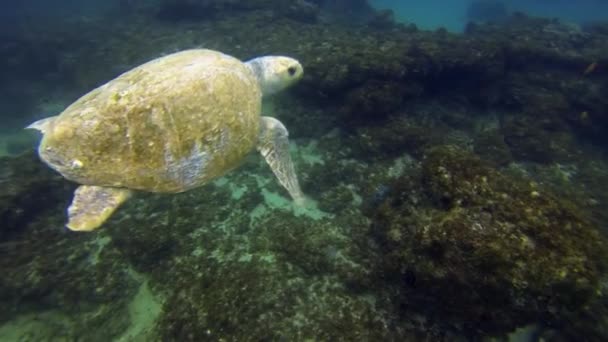 Зеленая черепаха плавает в море и спокойной голубой морской воде. Морская жизнь черепахи — стоковое видео