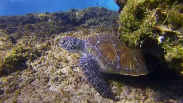 Groene schildpad. Zeeschildpad zwemmen tot kleurrijke blauwe zonovergoten zee oppervlaktegolven — Stockvideo