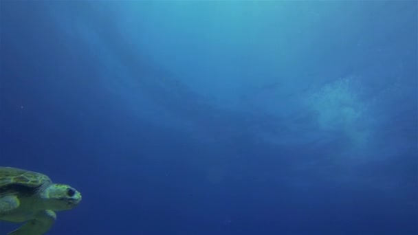 Grüne Schildkröten.anmutige Meeresschildkröten Meereslebewesen in friedlichem blau sonnenbeschienenen Meeresoberfläche — Stockvideo