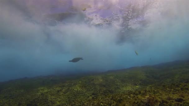 Groen schildpad.Zeeschildpad zwemmen.Dramatische verpletterende golven & Blauw zonovergoten zeeoppervlak — Stockvideo