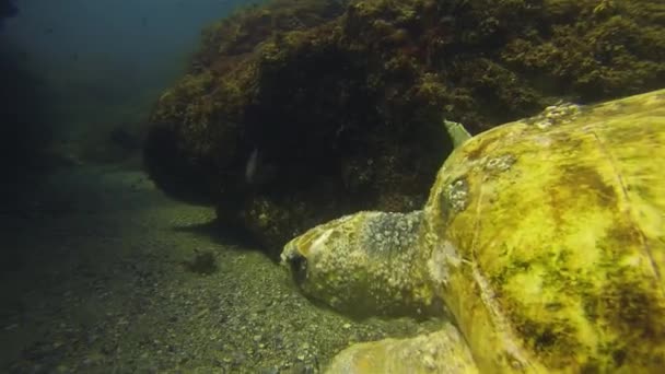 Alte grüne Schildkröte aus nächster Nähe. Meeresschildkrötenschwimmen. Ruhe langsame anmutige Meereslebewesen — Stockvideo